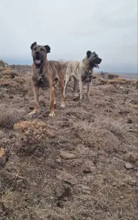 سگ سرابی