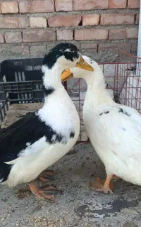 اردک نروماده جوان خیلی زیبا