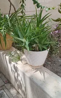 گلدان گل  الوئورا و گل  عنکبوتی