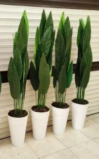 گلدان برگ پرنده بهشتی و پتوس