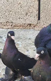 کبوتر قره اغ گوز