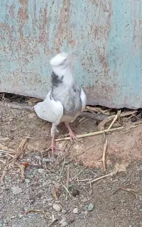 سلام