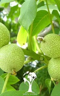 گردو زنی