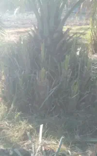 پا جوش مضافتی