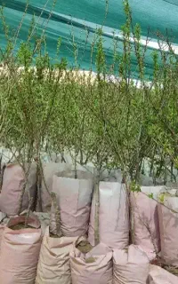نهالستان پالیز تولیدکننده انواع بادام گلدانی دیرگل