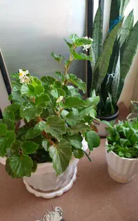 گلهای زیبا وسرحال