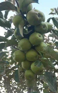 پیشفروش سیب درختی رویه درخت