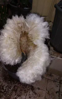 بذر گل