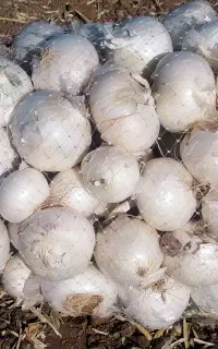 پیاز سفید درجه یک
