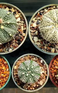 مجموعه کاکتوس آستریاس