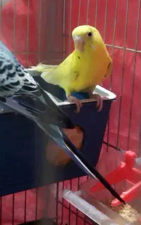یک جفت مرغ عشق