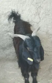فروش یک عدد کهره نر درجه یک