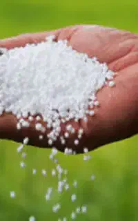 کودریز خراسان سفید