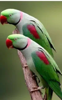 فروش طوطی عالی