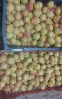 زردالو تفت ۲۵ کیلو