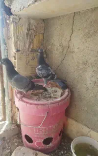 کبوتر مسافتی