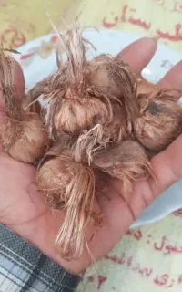 بذر زعفران وامنان
