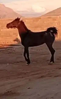 اسب مادیان اسطوره ای زیبا از سیاوش همتی
