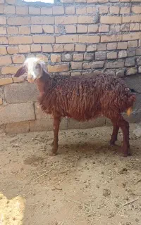 بره
