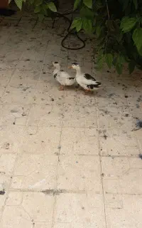 معاوضه اردک