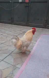 خروس‌ منیاتوری‌