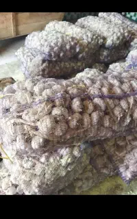 فروش سیر بذری اصل گوگان