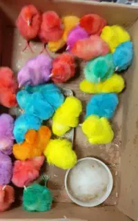 جُوجه‌َ‌مُرغابی