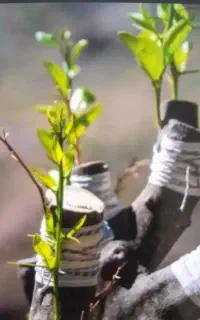 پیوند پسته ،  ترکه پسته ، نهال پسته موجودمیباشد