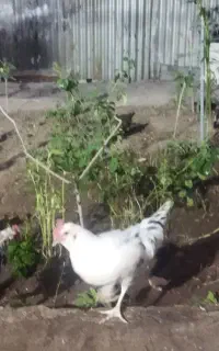 جوجه اصیل گلین