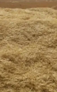 کاه گندم در الیگودرز
