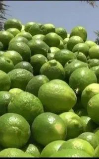 خرید و فروش لیمو