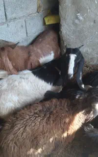 بزغاله ماده پاکستانی اصل آبستن