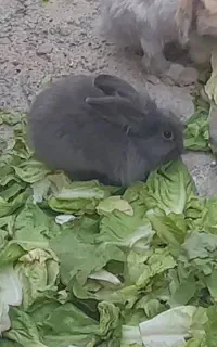 بچه خرگوش لوپ