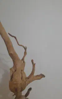 چوب آبنوس