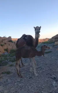 شتر بابچه شتر نر