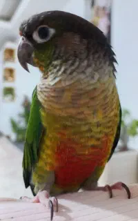 طوطی گرینچیک
