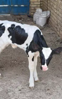 بز گوساله گاو