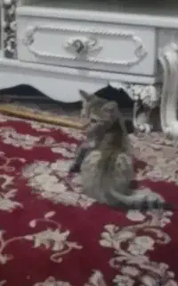بچه گربه دوماهه