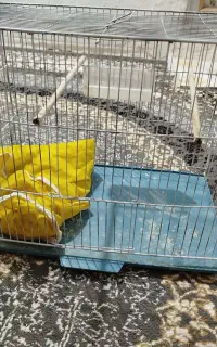 قفس پرنده