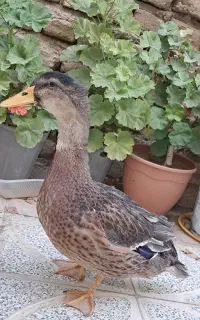 4 عدد مرغابی / اردک کله سبز