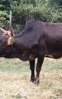 گاو ۵ماه آبستن چالوسی تضمینی