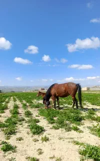 اسب مادیان