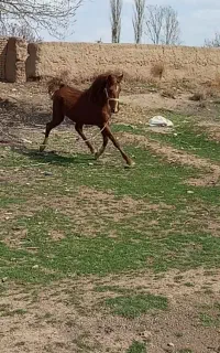 اسب
