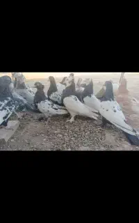 کبوتر