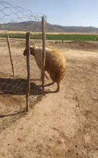 قوچ جوان نازار خوشتیپ و بپر
