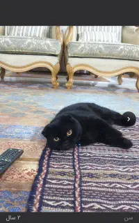 جفت گیری