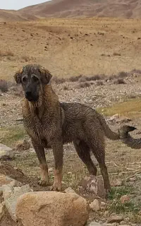 سگ  پژدر