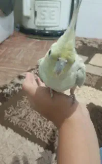 عروس هلندی نر