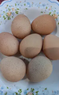 تخم شاخدار