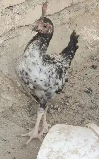 مرغ لاری نسل دار